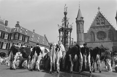 Koeien op het Binnenhof drinken uit de fontein
